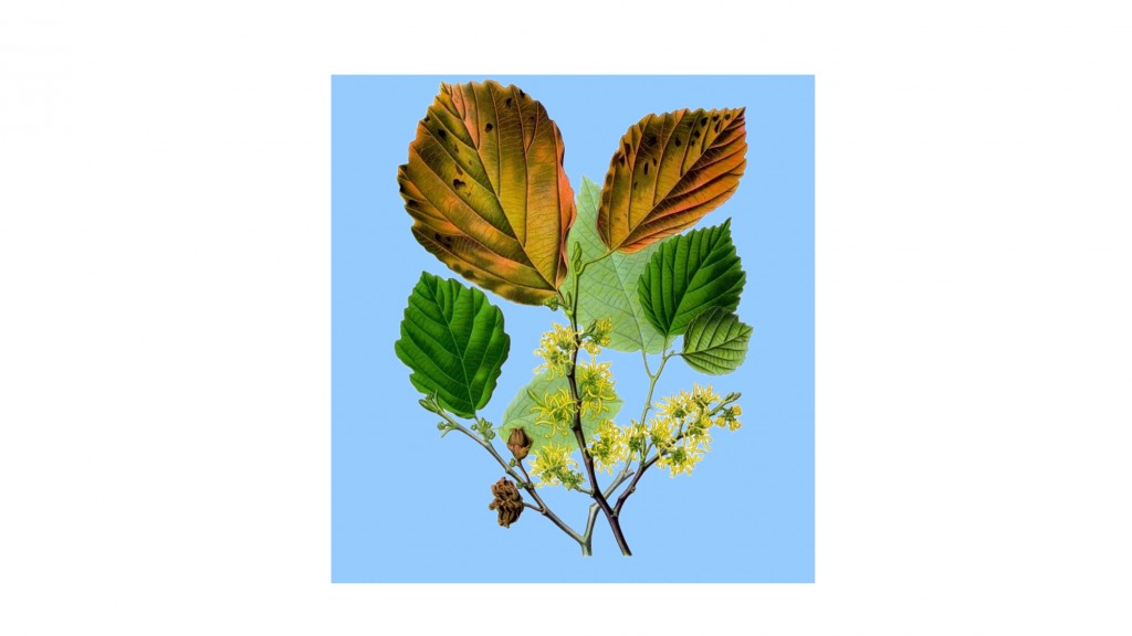 L'EAU D'HAMAMELIS - Hamamelis virginiana water