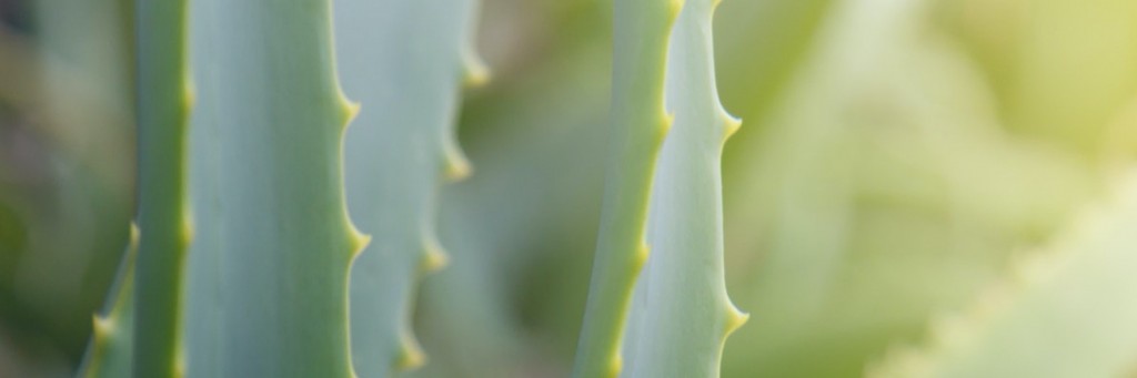 ALOE VERA - Aloe Barbadensis Leaf Juice