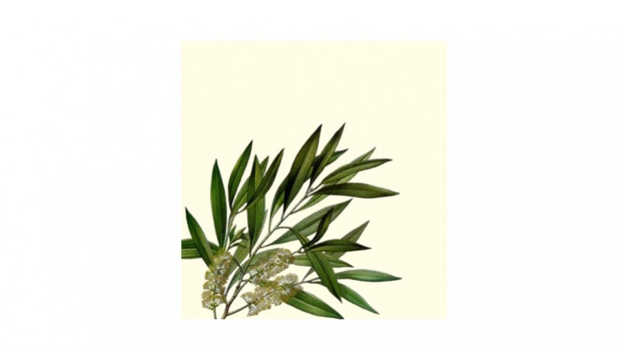 Qu’est-ce-que l’huile essentielle de Tea Tree?