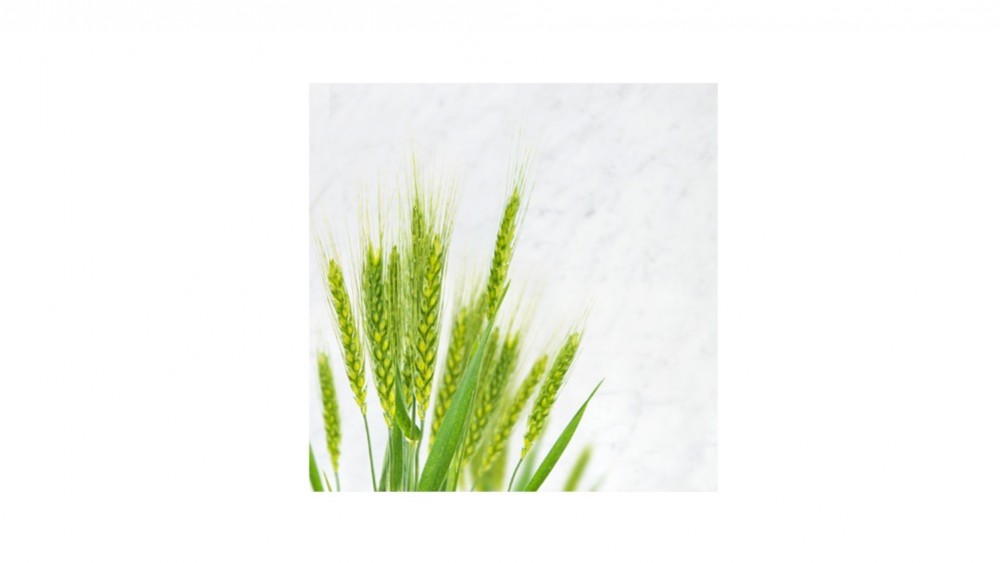 L’acide hyaluronique - sodium hyaluronate & hydrolized hyaluronic acid