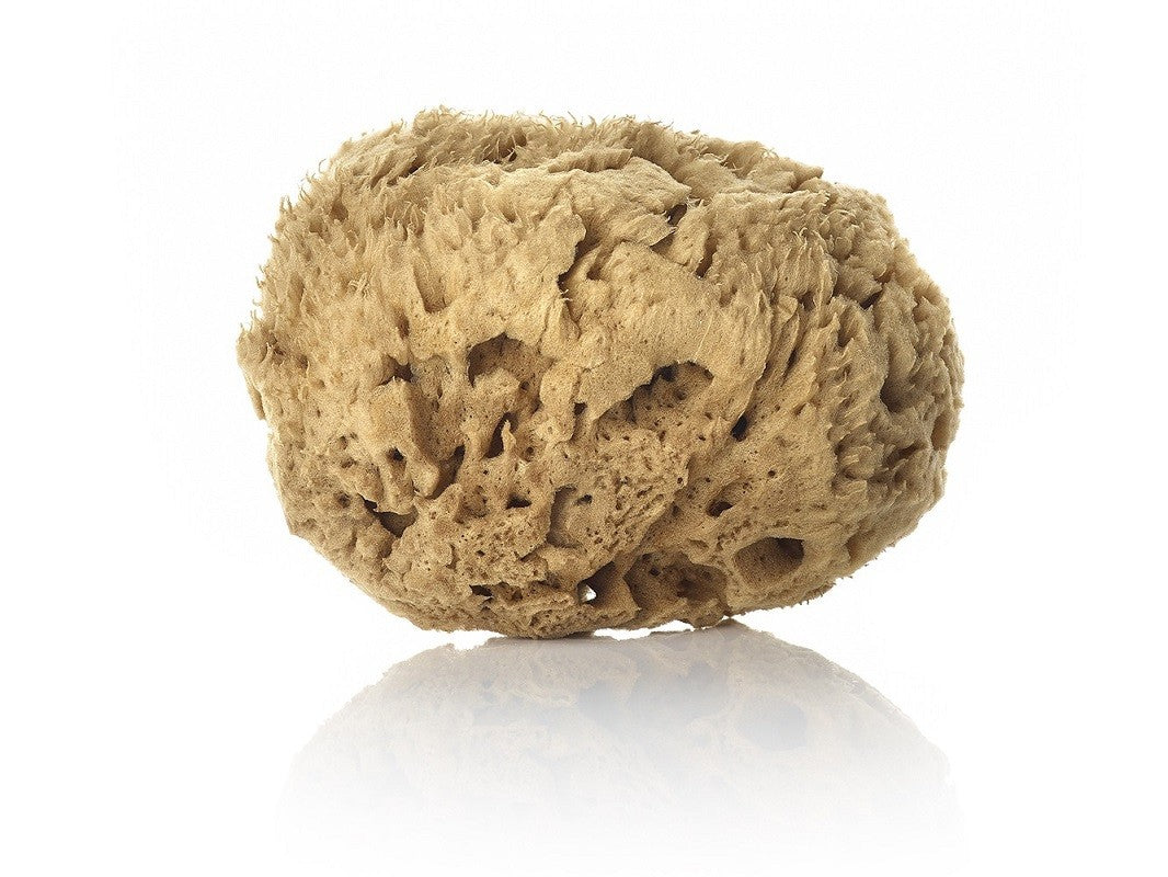 L'Éponge Naturelle Brute