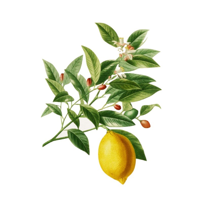 Huile Essentielle Pure de Citron