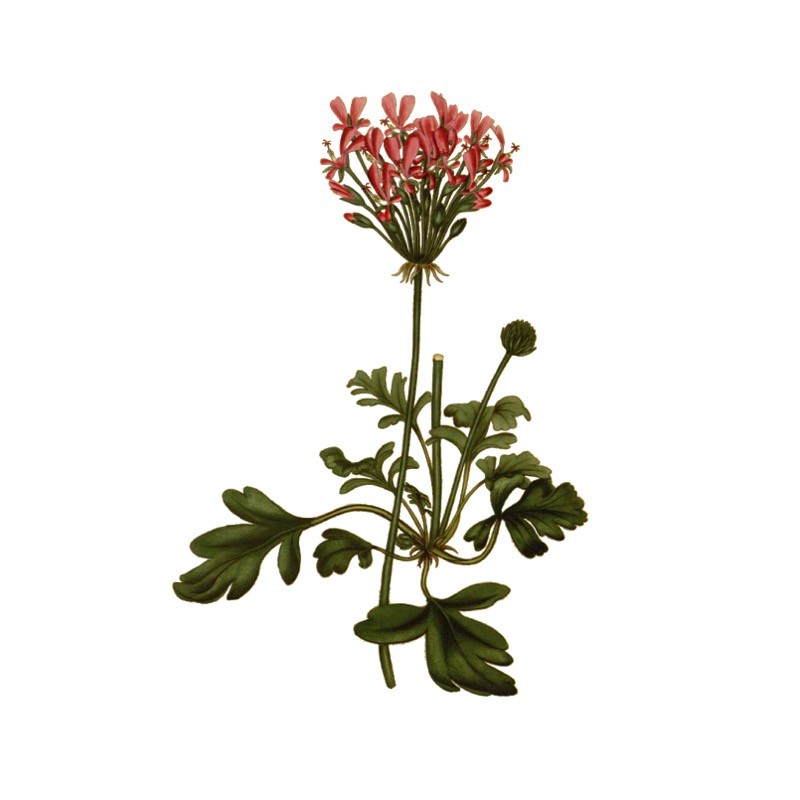 Huile Essentielle Pure de Géranium Asperum