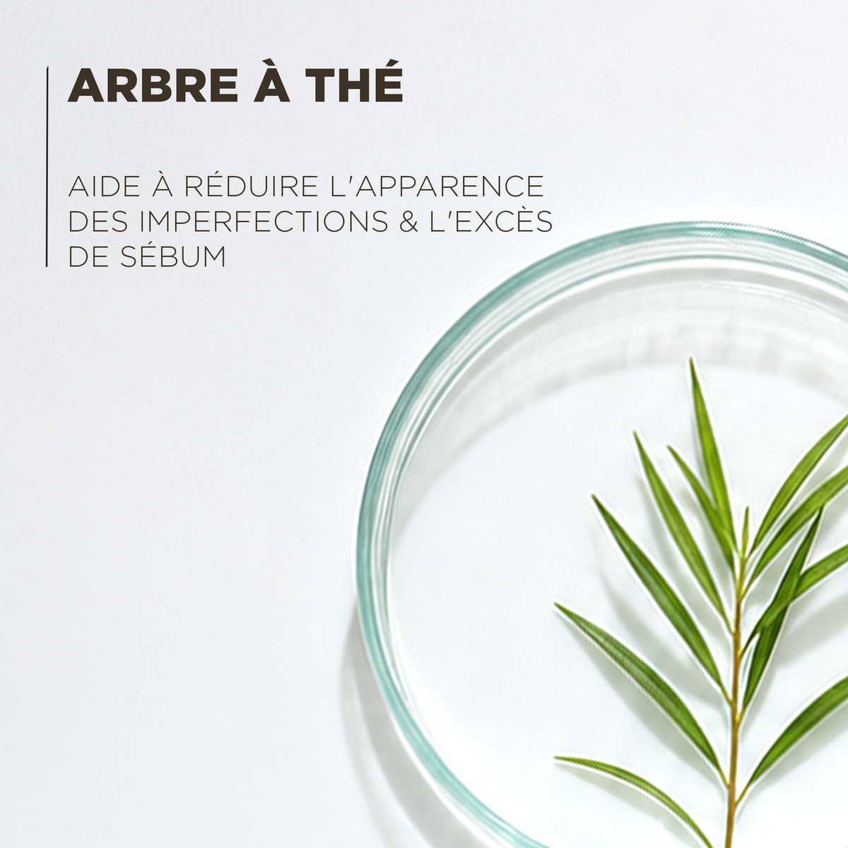 Arbre à thé, qui aide à réduire l'apparence des imperfections et l'excès de sébum