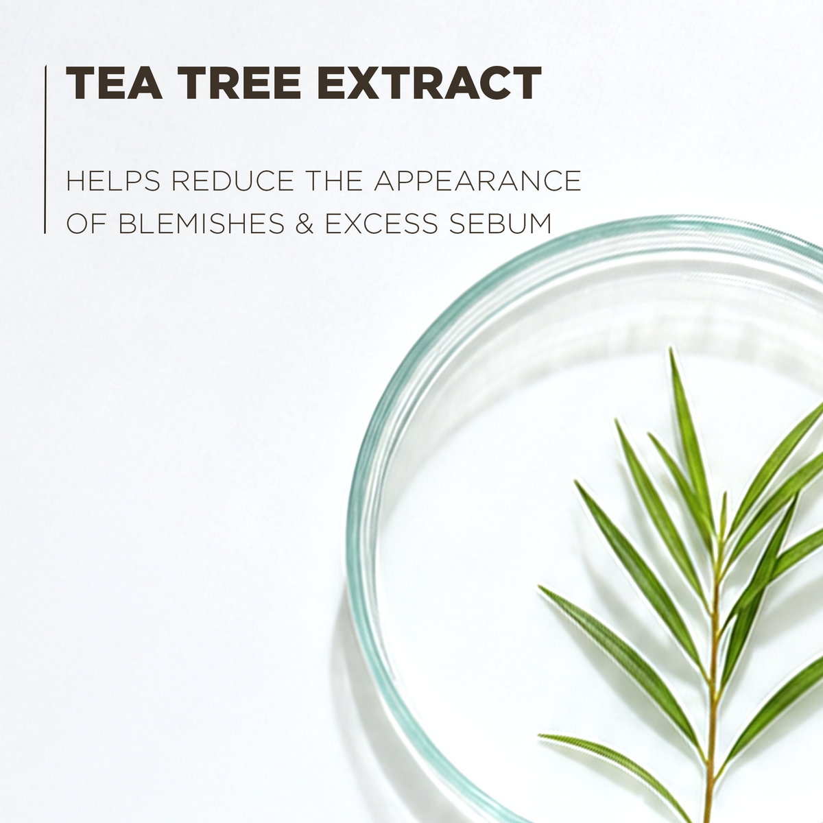 Tea tree, which helps reduce the appearance of blemishes and excess sebum