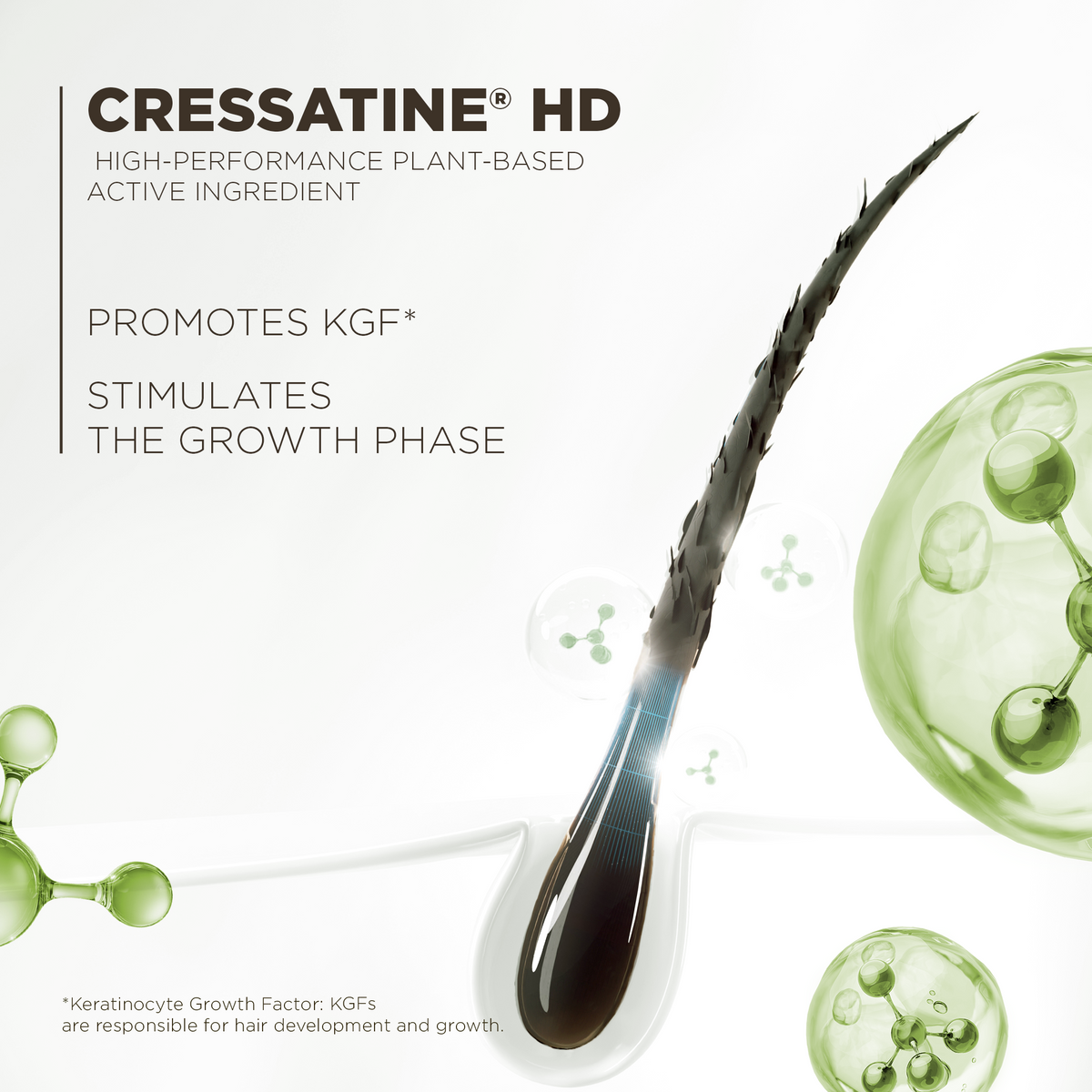 Créssatine HD, a high-performance plant active that boosts KGF and stimulates the growth phase