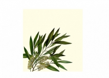 Qu’est-ce-que l’huile essentielle de Tea Tree? 